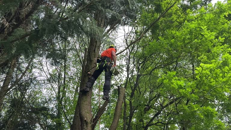 Leaf Removal in Manchester, NH