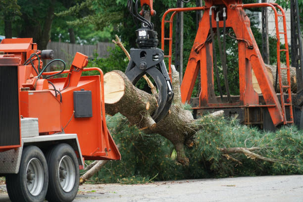 Best Tree Cabling and Bracing  in Manchester, NH